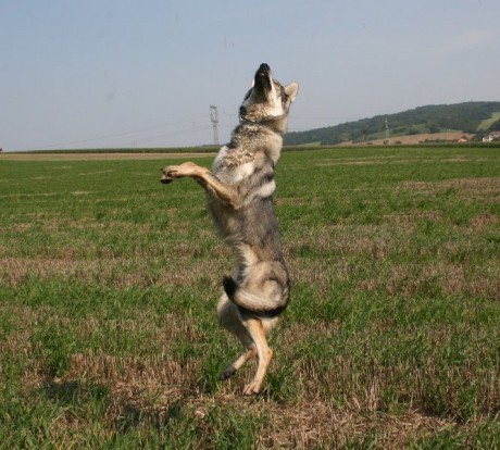 Co dokáže ArQeVa :-)