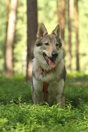 Výlety, bonitace a různé akce