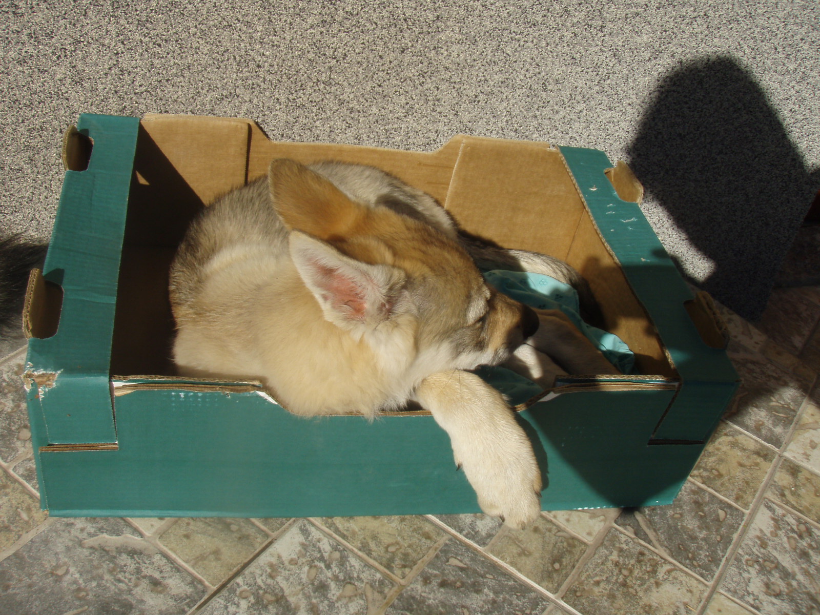 Dwina Dorothée ArQeVa