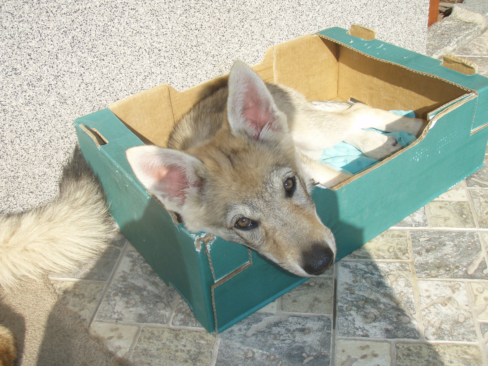 Kara Samantha ArQeVa