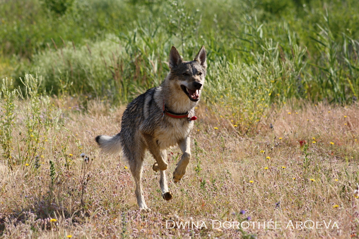 Dwina Dorothée ArQeVa v běhu