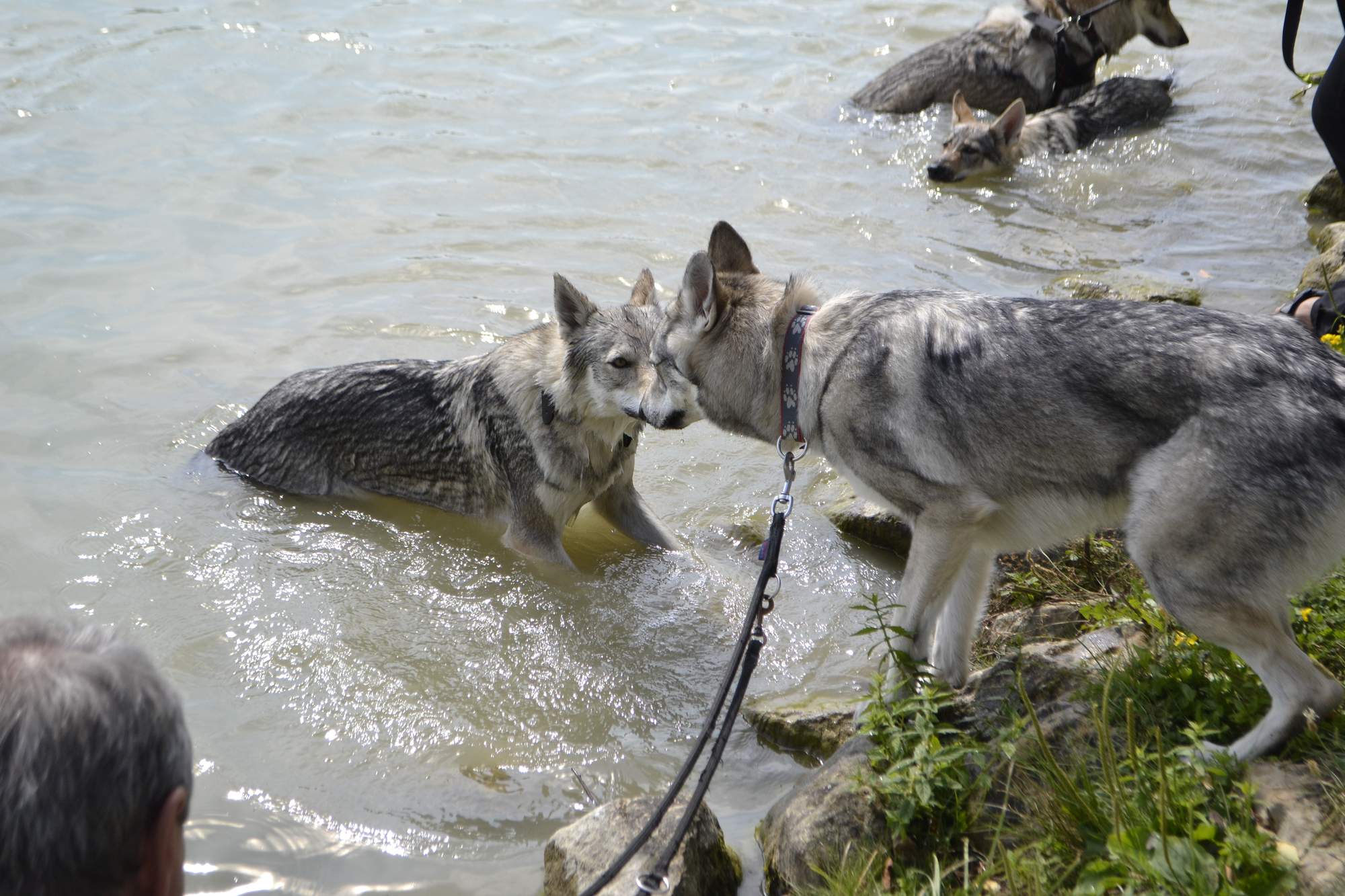 Československý vlčák u vody