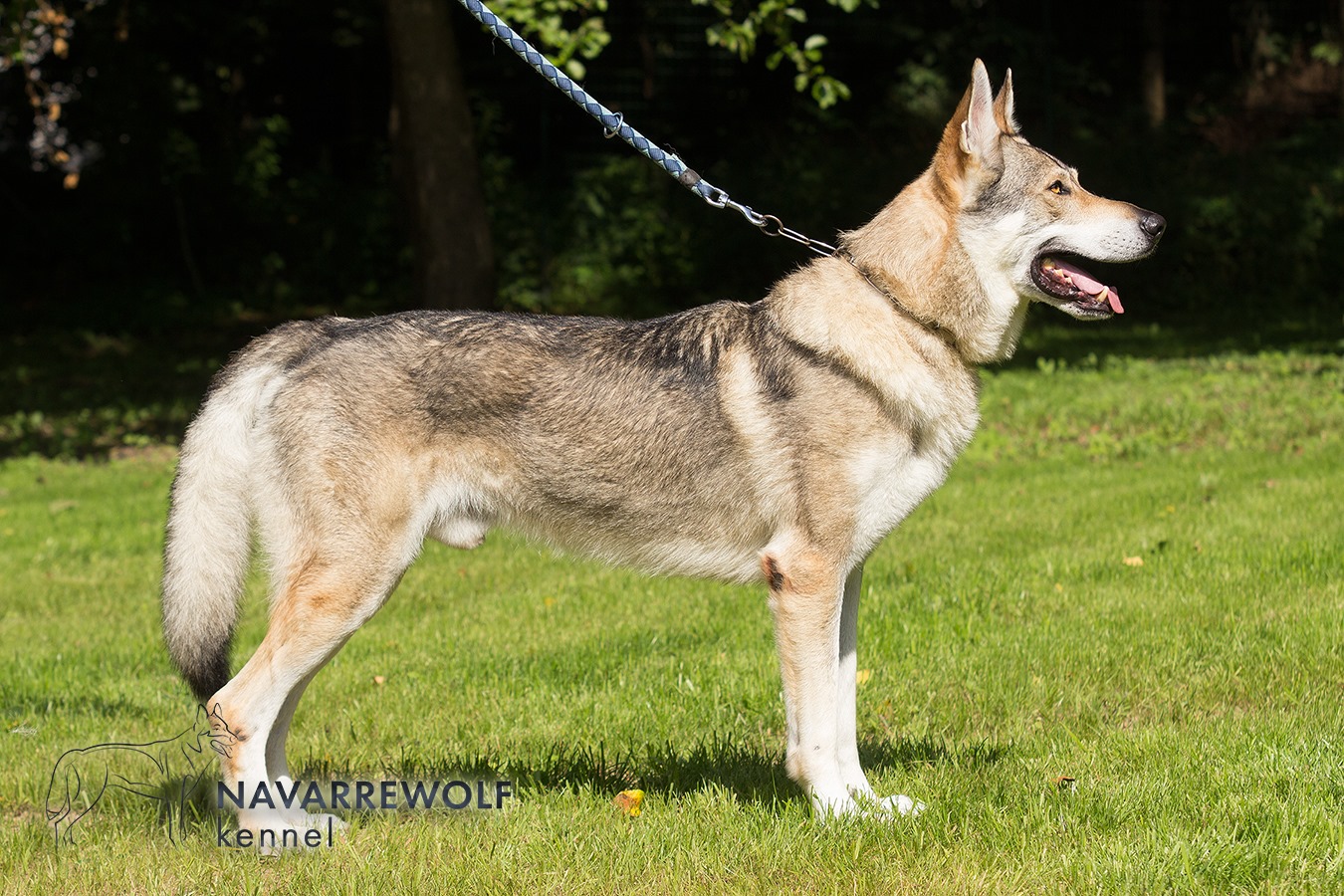 Emmett Navarre ArQeVa